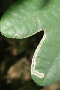 <i>Stigmella</i>
