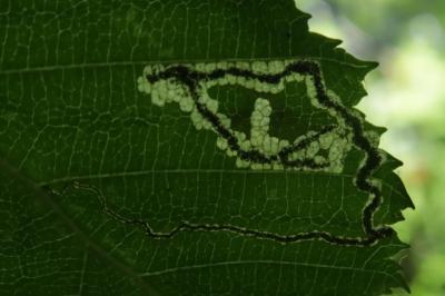 <i>Stigmella floslactella</i>