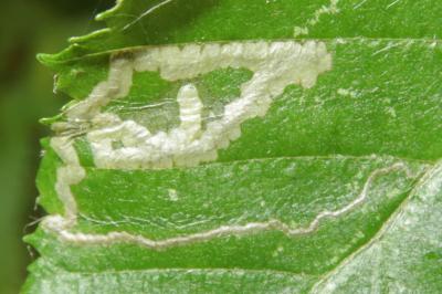 <i>Stigmella floslactella</i>