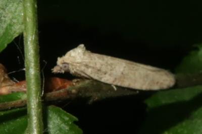 <i>Cnephasia</i>