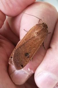 <i>Noctua pronuba</i>