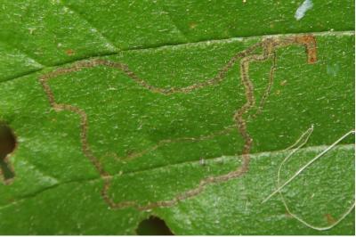 <i>Stigmella microtheriella</i>