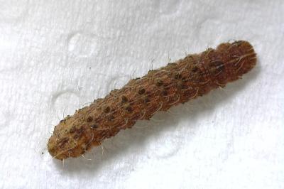 <i>Hoplodrina octogenaria</i>