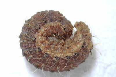 <i>Hoplodrina octogenaria</i>