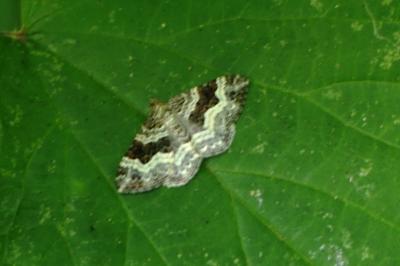 <i>Epirrhoe alternata</i>