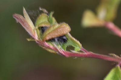 <i>Archips crataegana</i>