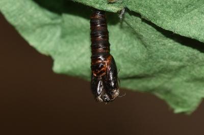 <i>Archips crataegana</i>