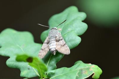 <i>Macroglossum stellatarum</i>