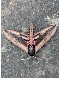 <i>Sphinx ligustri</i>
