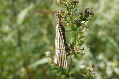 <i>Chrysocrambus linetella</i>
