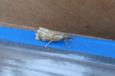 <i>Chrysocrambus linetella</i>