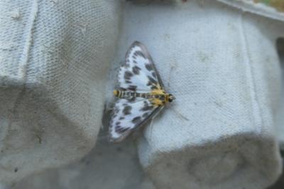 <i>Anania hortulata</i>