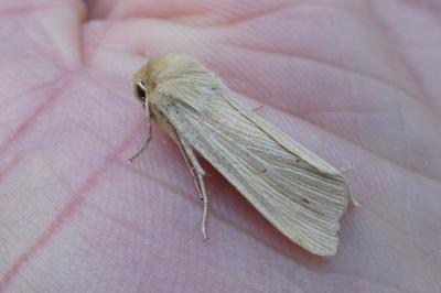 <i>Mythimna pallens</i>