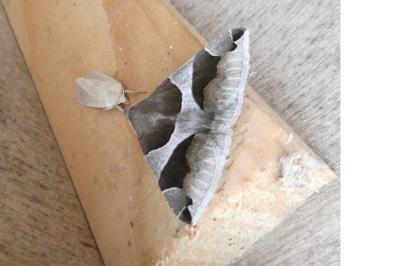 <i>Dysgonia algira</i>