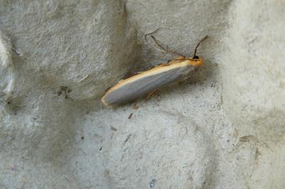 <i>Nyea lurideola</i>