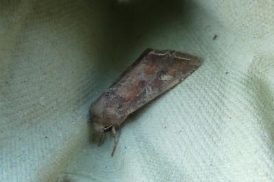 <i>Lacanobia oleracea</i>