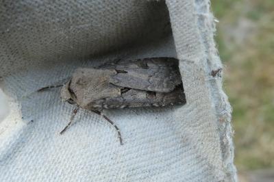 <i>Agrotis exclamationis</i>
