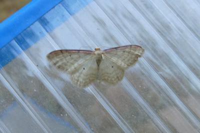 <i>Idaea humiliata</i>