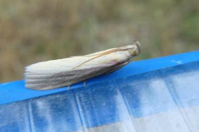<i>Oncocera semirubella</i>