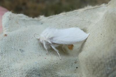 <i>Sphrageidus similis</i>