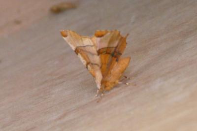 <i>Selenia lunularia</i>