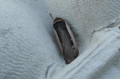 <i>Ochropleura leucogaster</i>