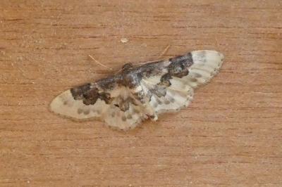 <i>Idaea rusticata</i>