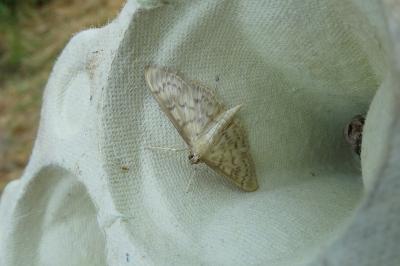 <i>Patania ruralis</i>