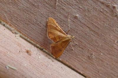 <i>Endotricha flammealis</i>
