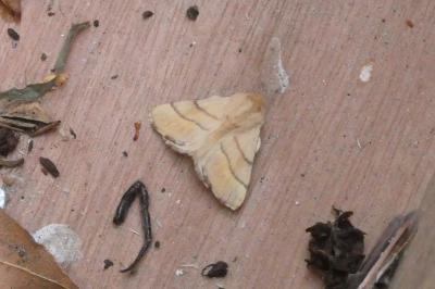 <i>Malacosoma neustria</i>
