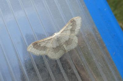 <i>Idaea aversata</i>