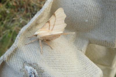 <i>Ennomos erosaria</i>