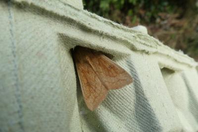 <i>Mythimna vitellina</i>