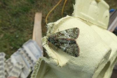 <i>Polyphaenis sericata</i>