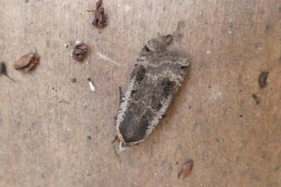 <i>Noctua pronuba</i>