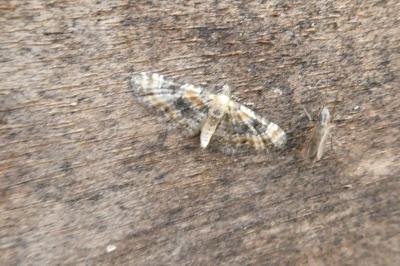 <i>Eupithecia pulchellata</i>