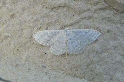 <i>Idaea subsericeata</i>