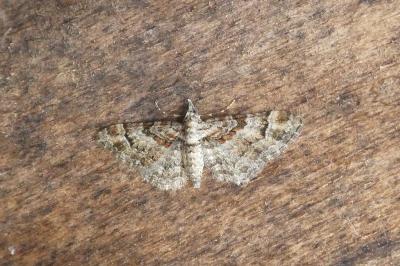 <i>Gymnoscelis rufifasciata</i>