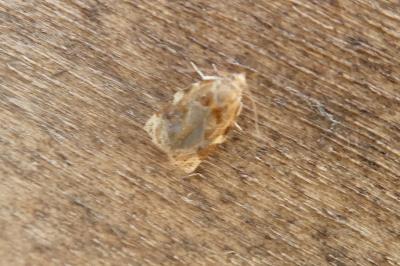 <i>Archips xylosteana</i>