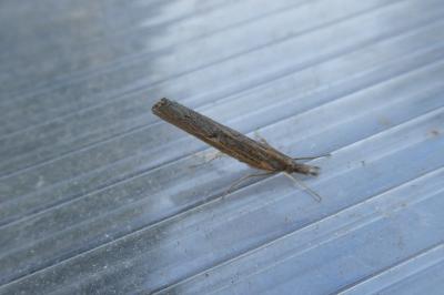<i>Pediasia contaminella</i>