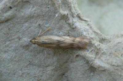 <i>Homoeosoma sinuella</i>