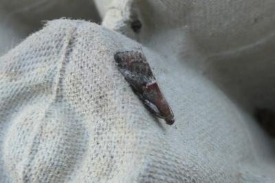 <i>Acrobasis marmorea</i>