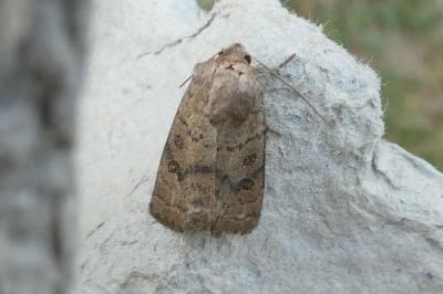<i>Hoplodrina octogenaria</i>