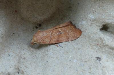 <i>Cosmia trapezina</i>