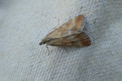 <i>Pyrausta despicata</i>