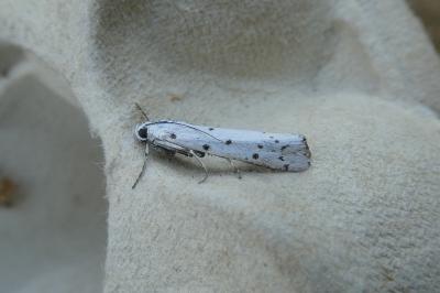 <i>Myelois circumvoluta</i>