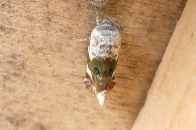 <i>Acontia lucida</i>
