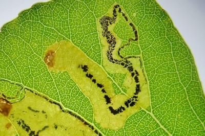<i>Stigmella trimaculella</i>