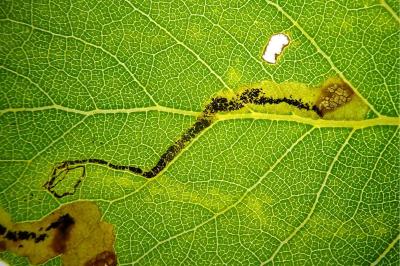 <i>Stigmella trimaculella</i>