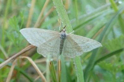<i>Idaea macilentaria</i>